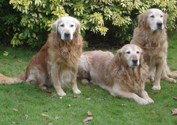 Three field trial champions